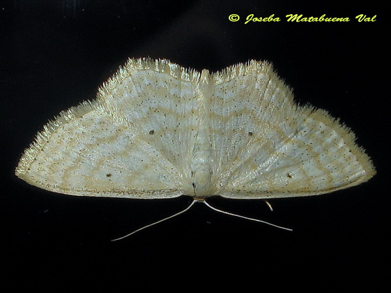 Scopula (Ustocidalia) immutata - Geometridae? S